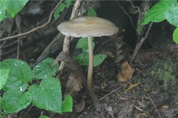 thumbimg
